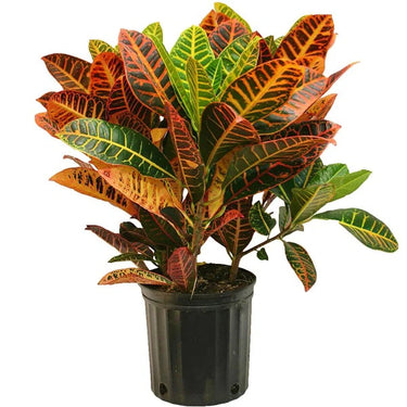 Croton Codiaeum Variegatum